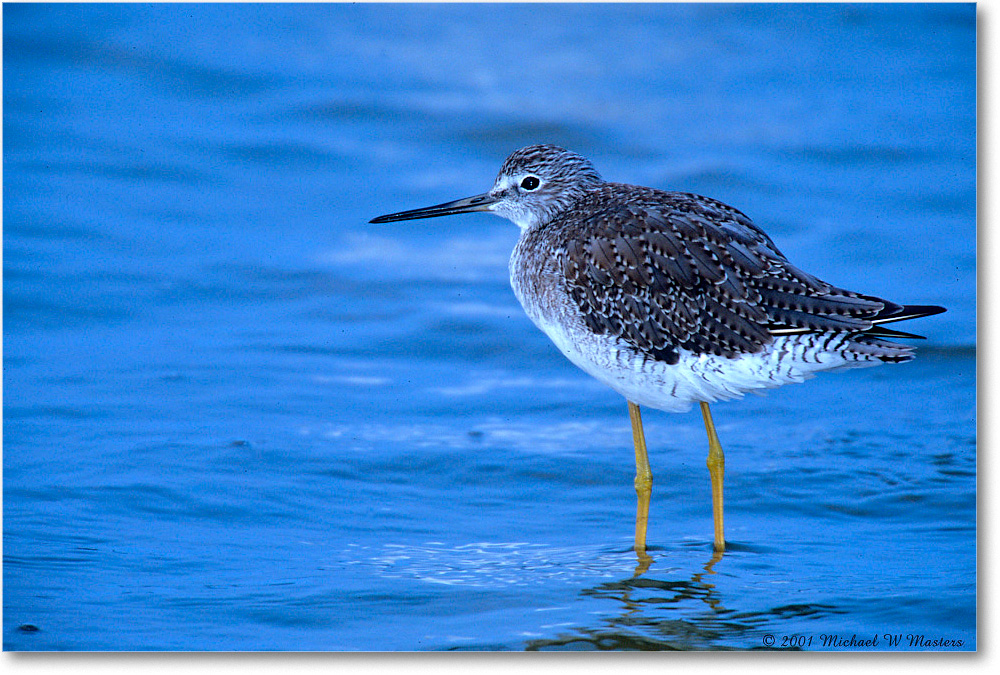 LesserYellowlegs_ChincoNWR-SC_2001Jun_F11 copy