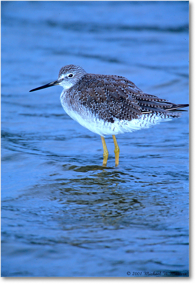 LesserYellowlegs_ChincoNWR-SC_2001Jun_F14 copy