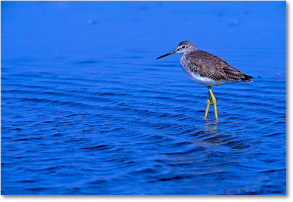 LesserYellowlegs_ChincoNWR-SC_2001Jun_F30 copy