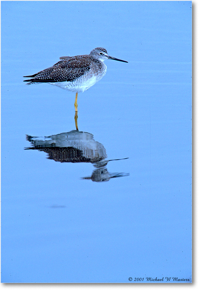 LesserYellowlegs_ChincoNWR_2001Jun_F01 copy