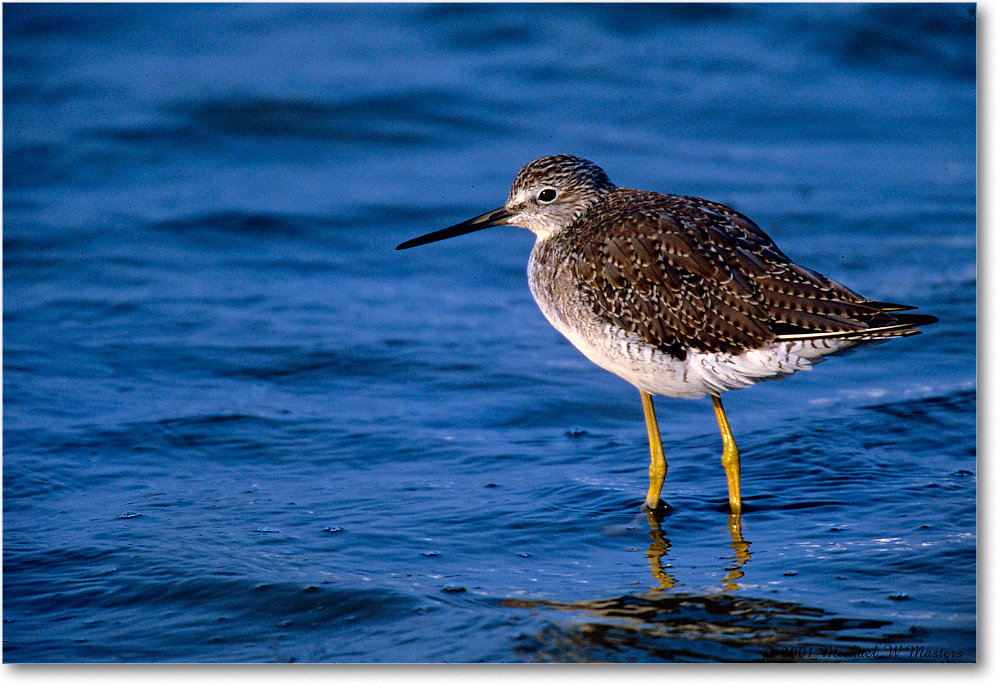 LesserYellowlegs_ChincoNWR_SC_2001Jun_F08 copy