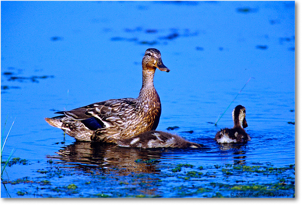 Mallard&Ducklings_ChincoNWR_2000Jun_F27 copy