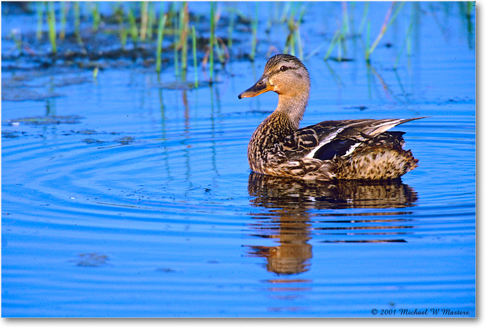 MallardFemale_ChincoNWR_2000Jun_F16 copy