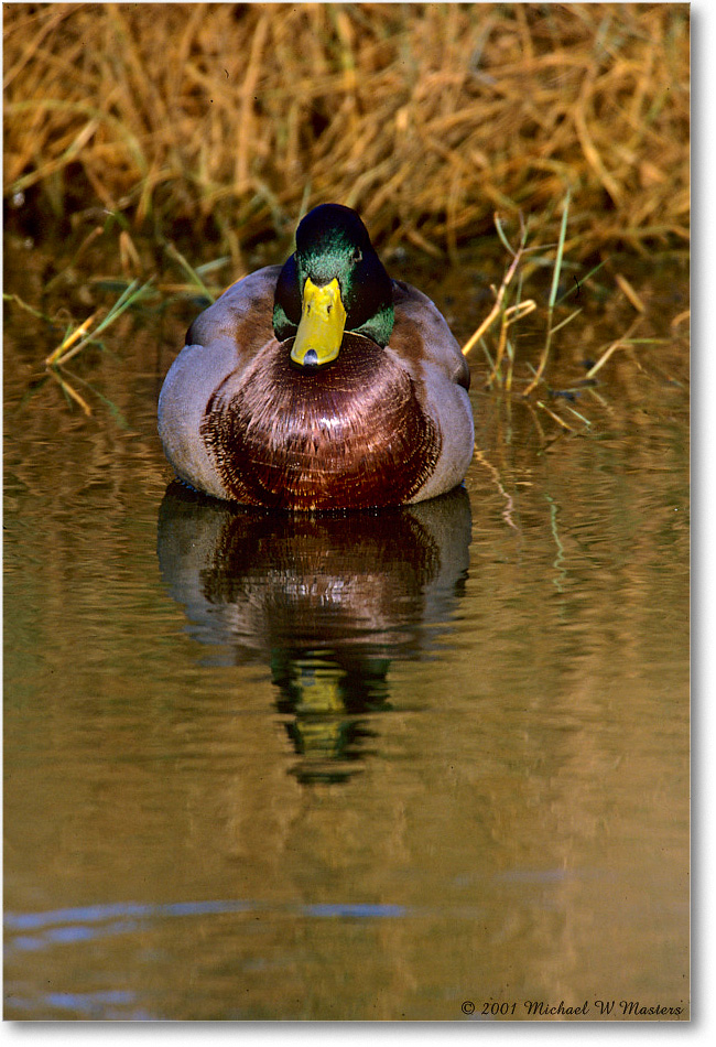 MallardMale_ChincoNWR_2000Jun_F21 copy