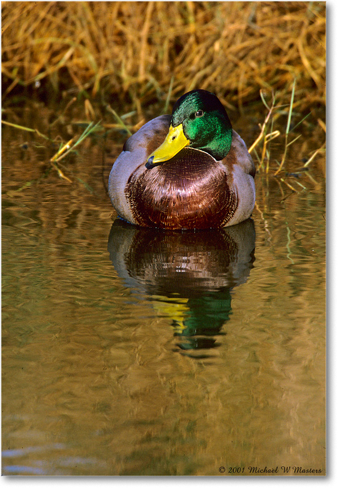 MallardMale_ChincoNWR_2000Jun_F27 copy