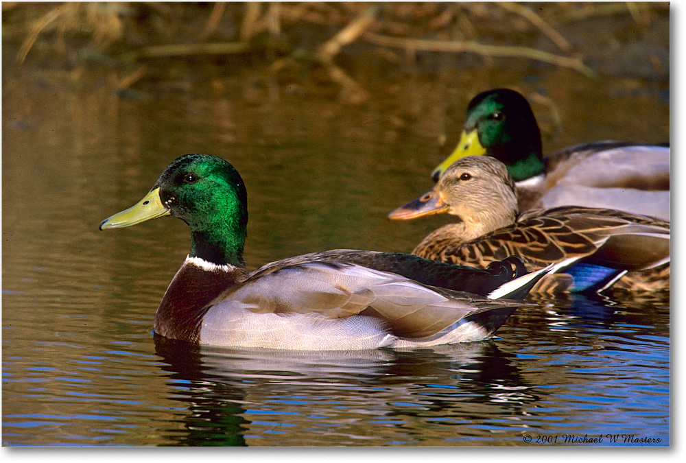 MallardMales_ChincoNWR_2000Jun_F36 copy