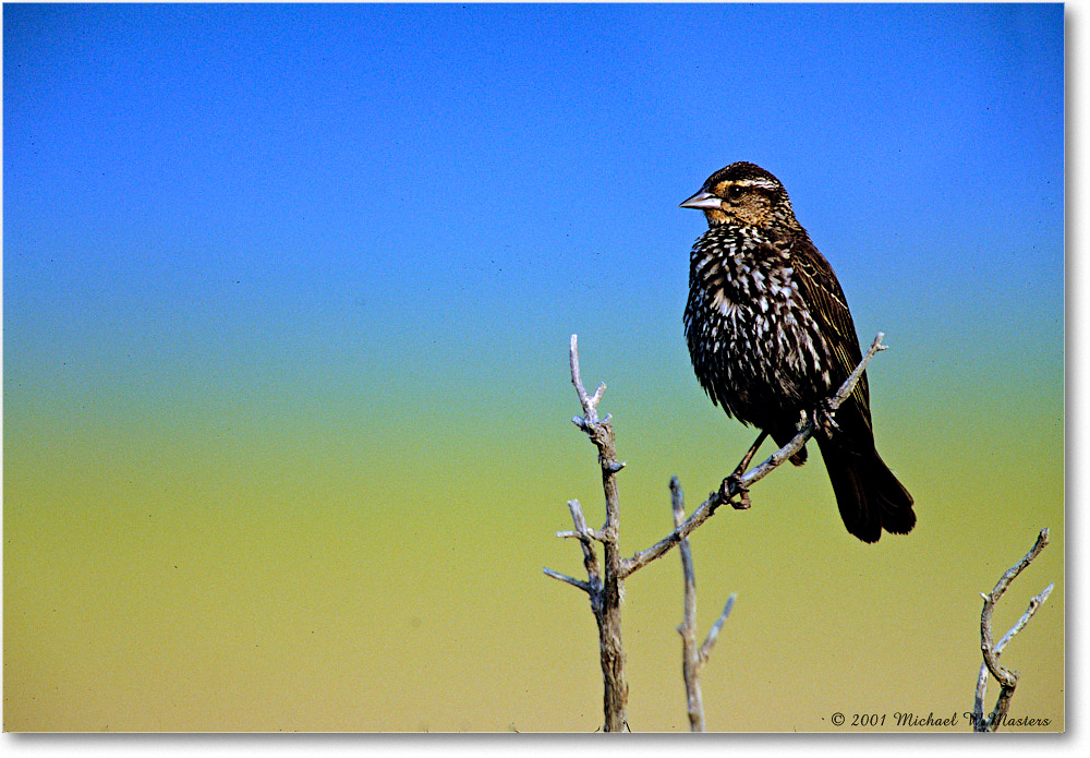 RedWingBlackbirdFemale_Assateague_2001Jun_V03 copy