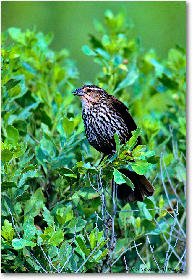 RedWingBlackbirdFemale_ChincoNWR-WLL_2001Jun_V36 copy