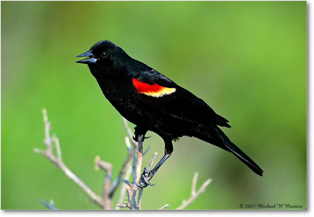 RedWingBlackbird_Assateague_2001Jun_F07 copy