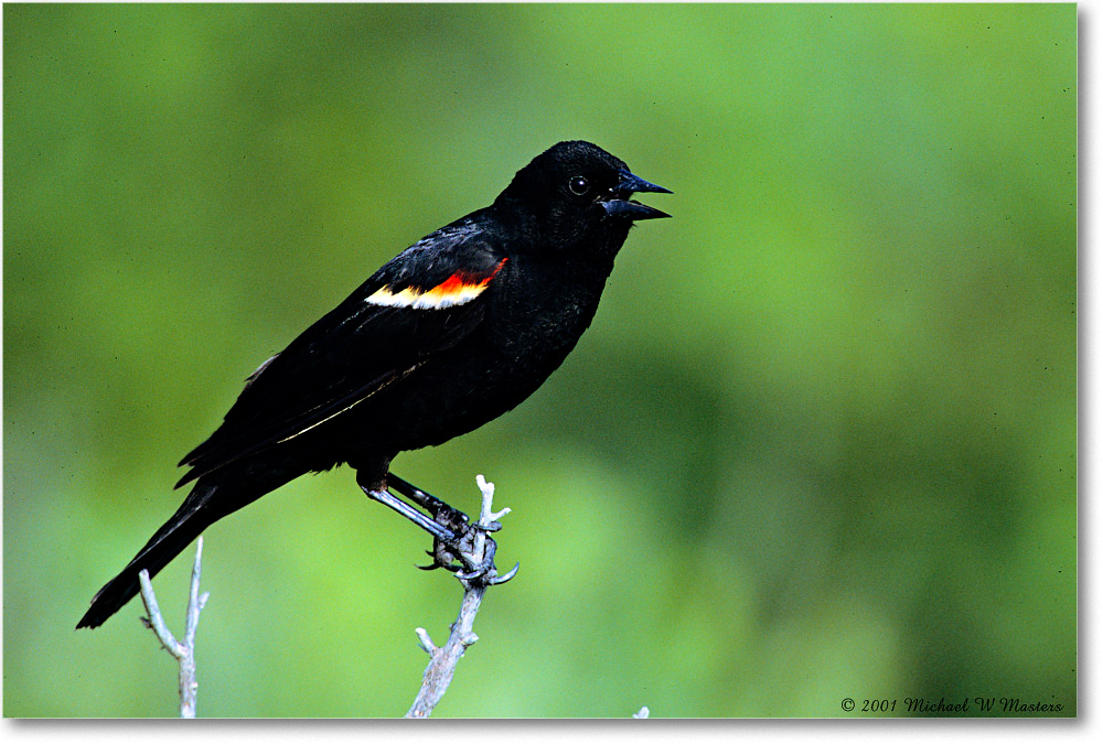 RedWingBlackbird_Assateague_2001Jun_V03 copy