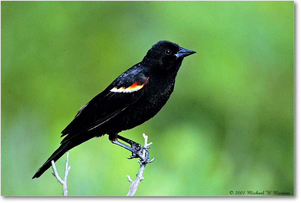 RedWingBlackbird_Assateague_2001Jun_V06 copy
