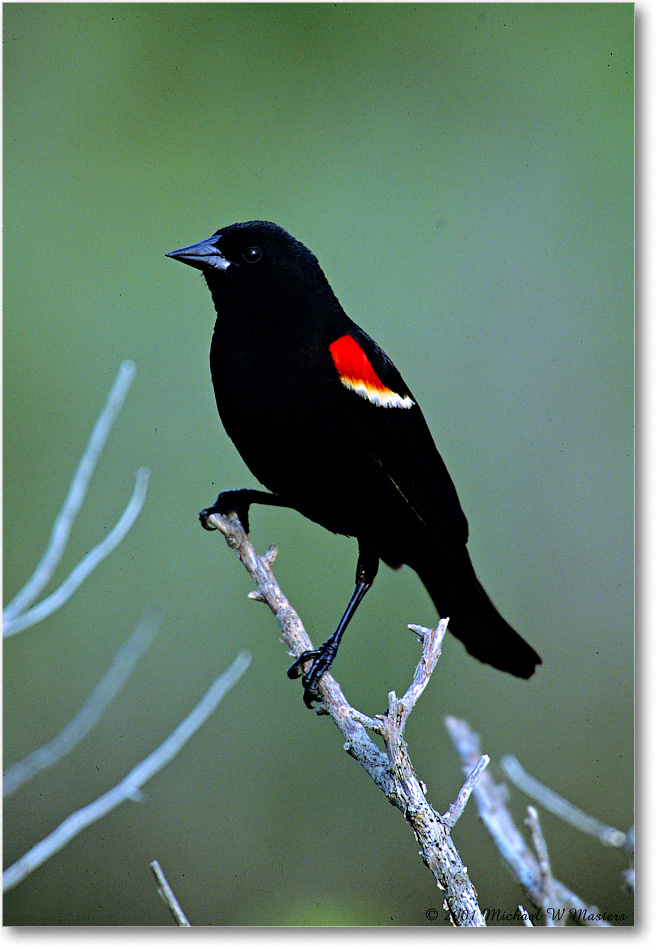 RedWingBlackbird_Assateague_2001Jun_V11 copy