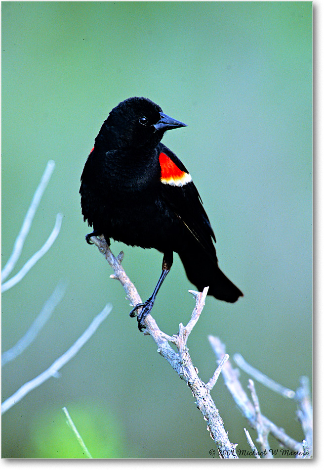 RedWingBlackbird_Assateague_2001Jun_V12 copy