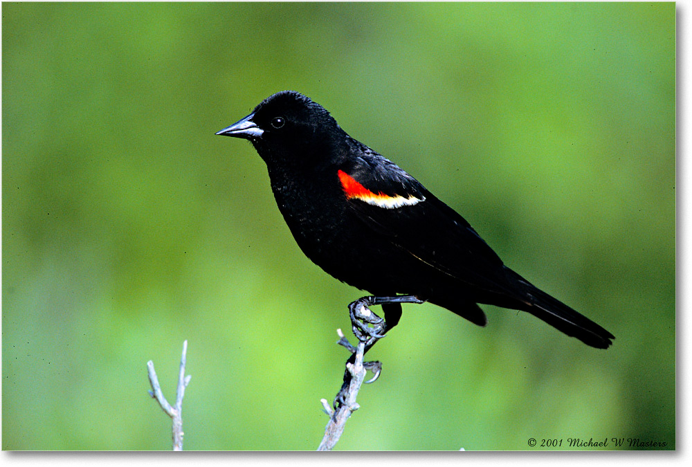 RedWingBlackbird_Assateague_2001Jun_V15 copy