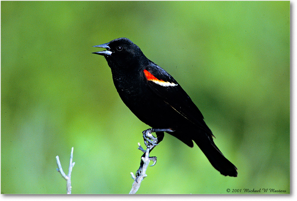 RedWingBlackbird_Assateague_2001Jun_V18 copy