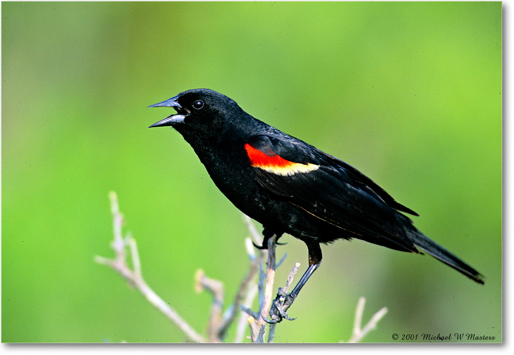 RedWingBlackbird_Assateague_2001Jun_V19 copy