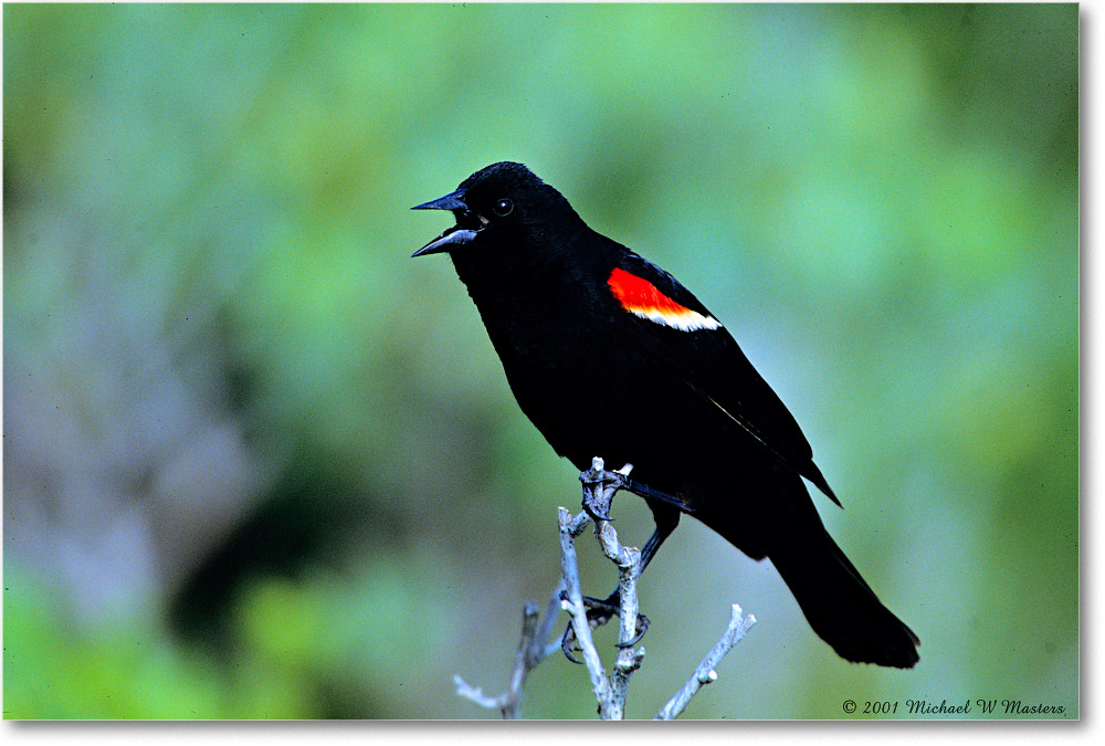 RedWingBlackbird_Assateague_2001Jun_V34 copy