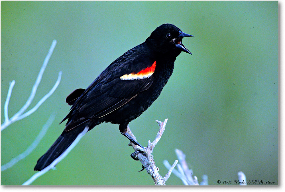RedWingBlackbird_Assateague_2001Jun_V35 copy
