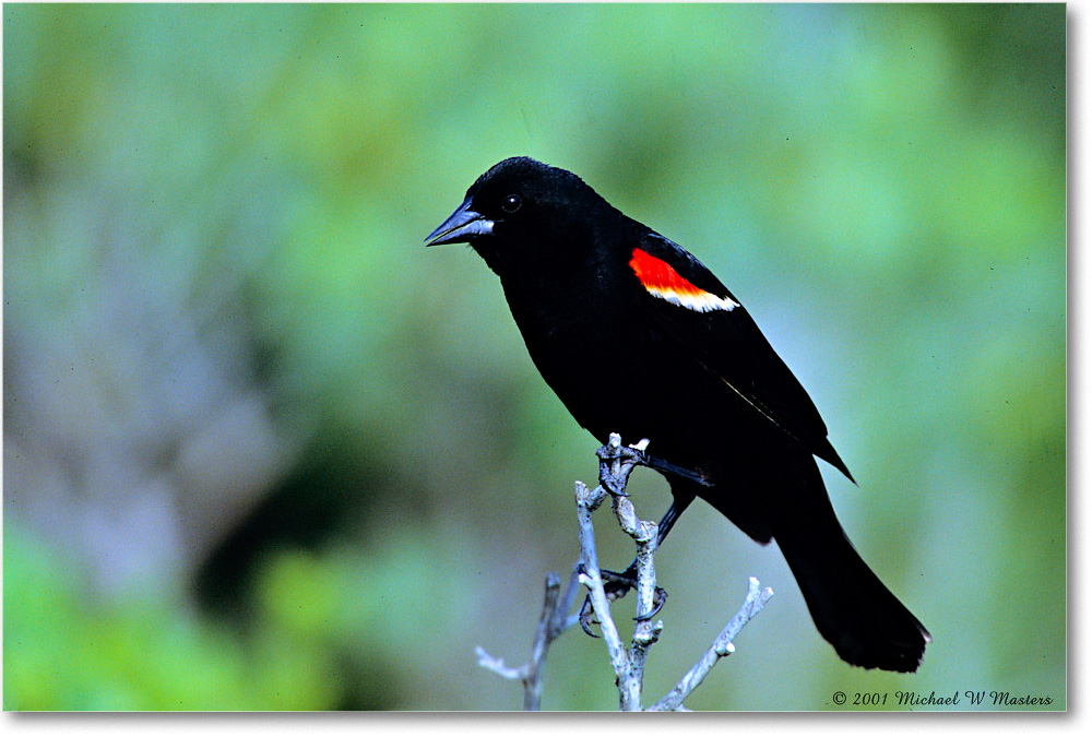 RedWingBlackbird_Assateague_2001Jun_V35b copy