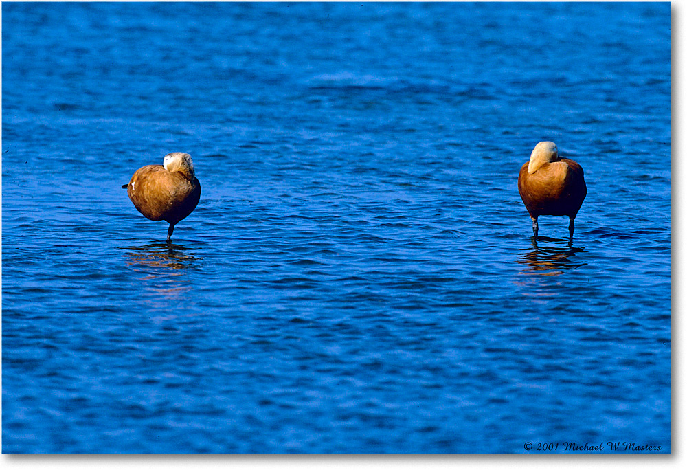 RustColoredGeese_ChincoNWR_2001Jun_F22 copy