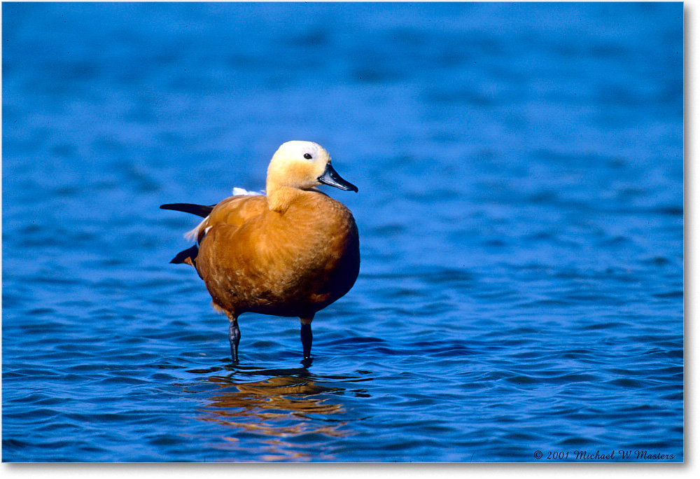 RustColoredGoose_ChincoNWR_2001Jun_F06 copy