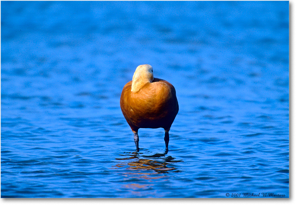 RustColoredGoose_ChincoNWR_2001Jun_F15b copy