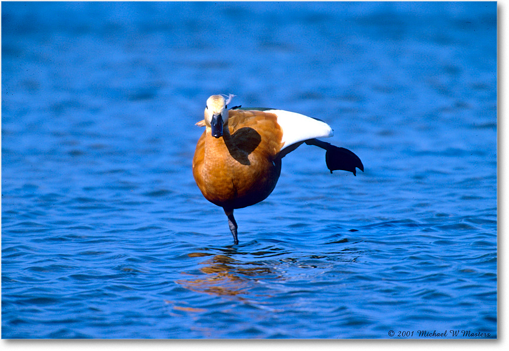 RustColoredGoose_ChincoNWR_2001Jun_F36 copy