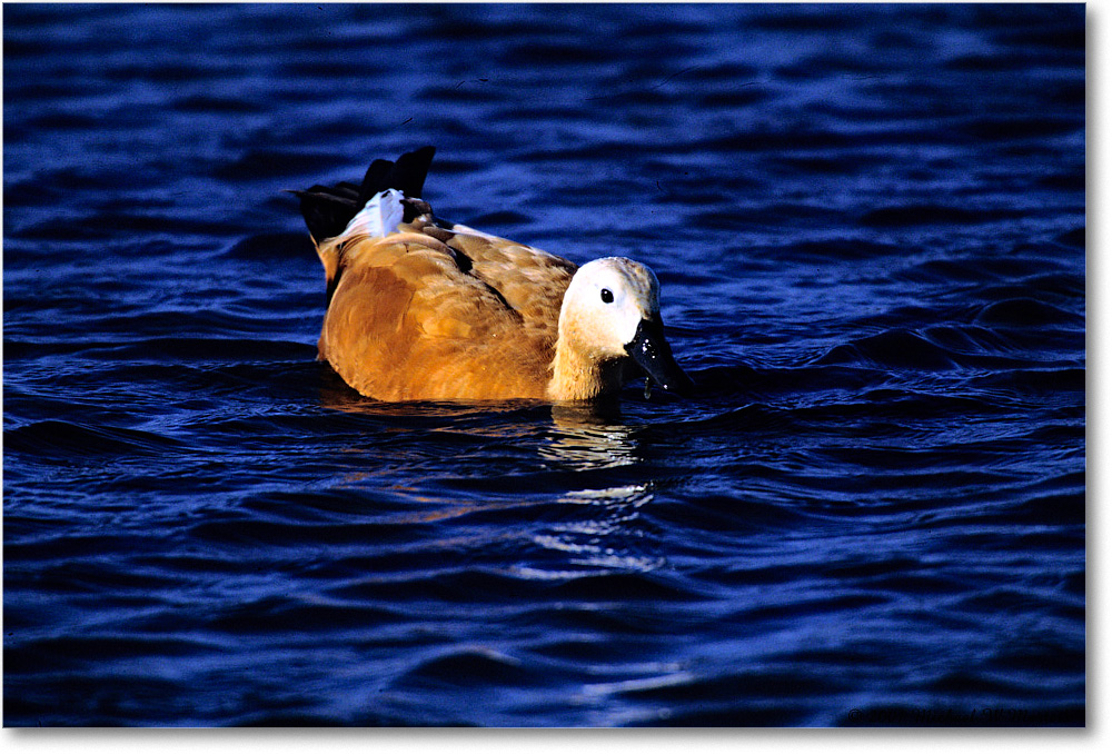 RustColoredGoose_ChincoNWR_2001June_F11 copy