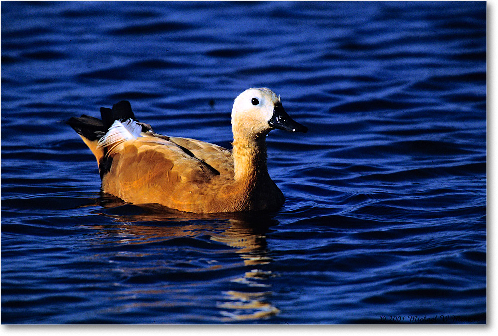 RustColoredGoose_ChincoNWR_2001June_F24 copy