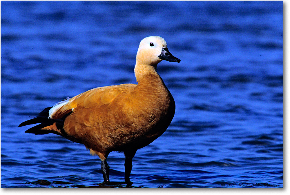 RustColoredGoose_ChincoNWR_2001June_F25 copy