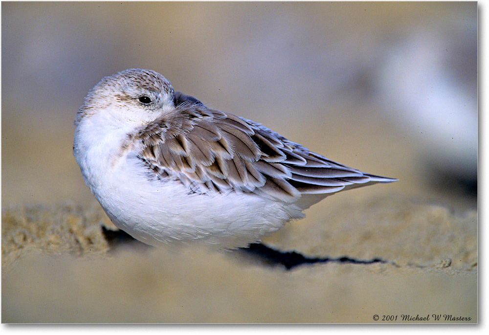 Sanderling_AssateagueBeach_2001June_V06 copy