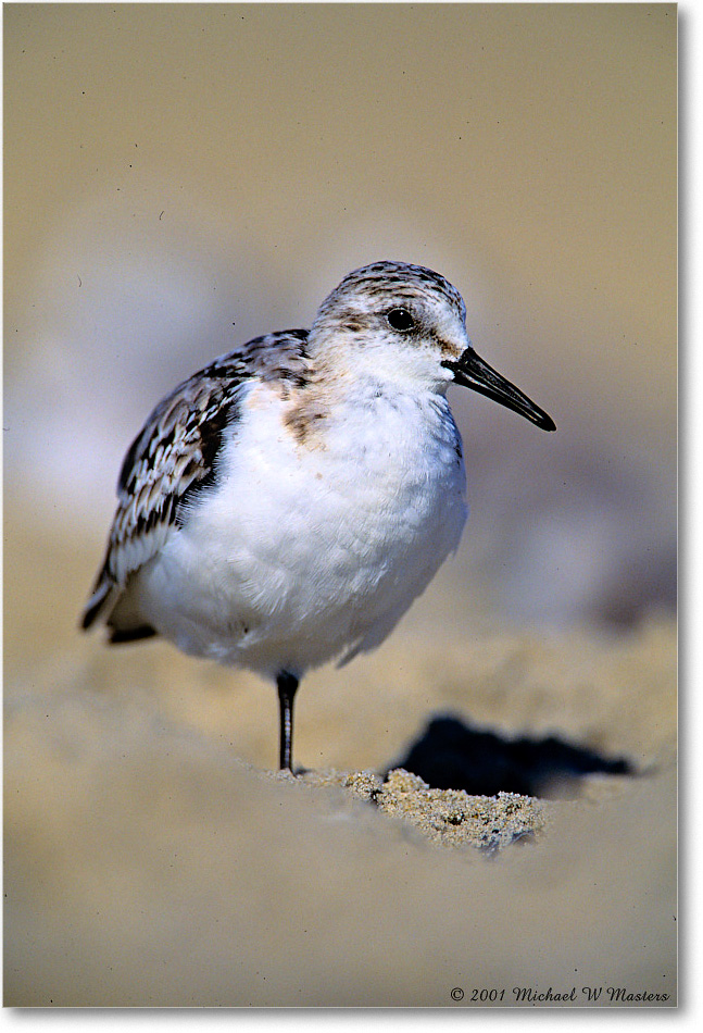 Sanderling_AssateagueBeach_2001June_V11 copy