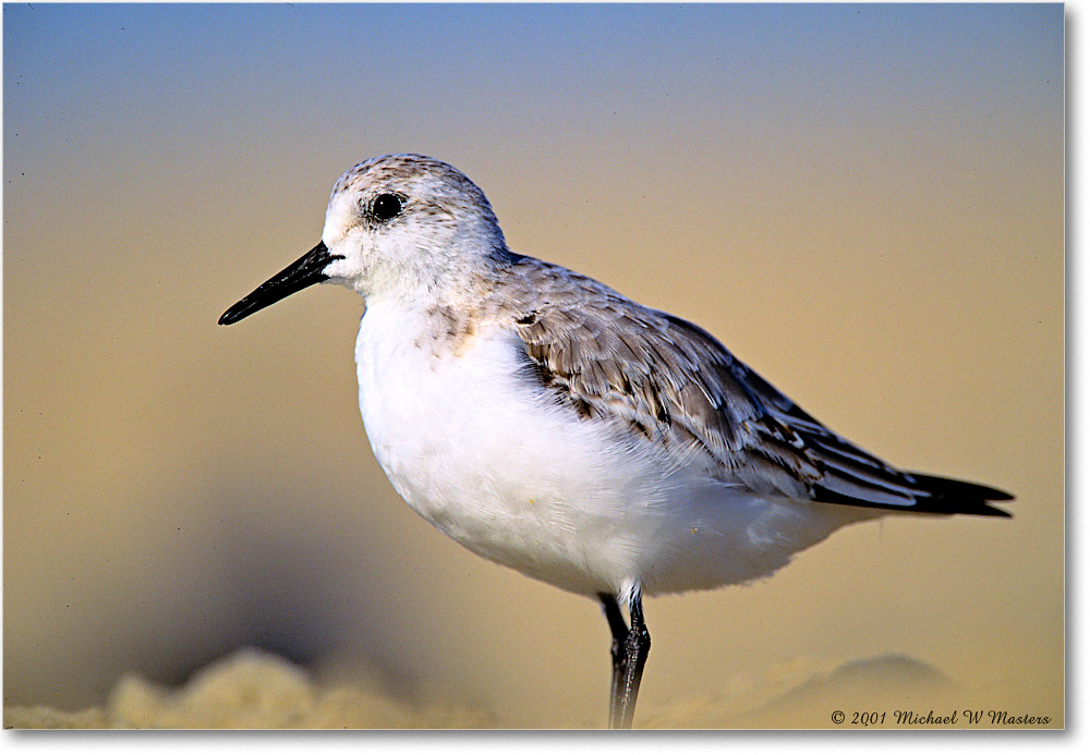Sanderling_AssateagueBeach_2001June_V18 copy