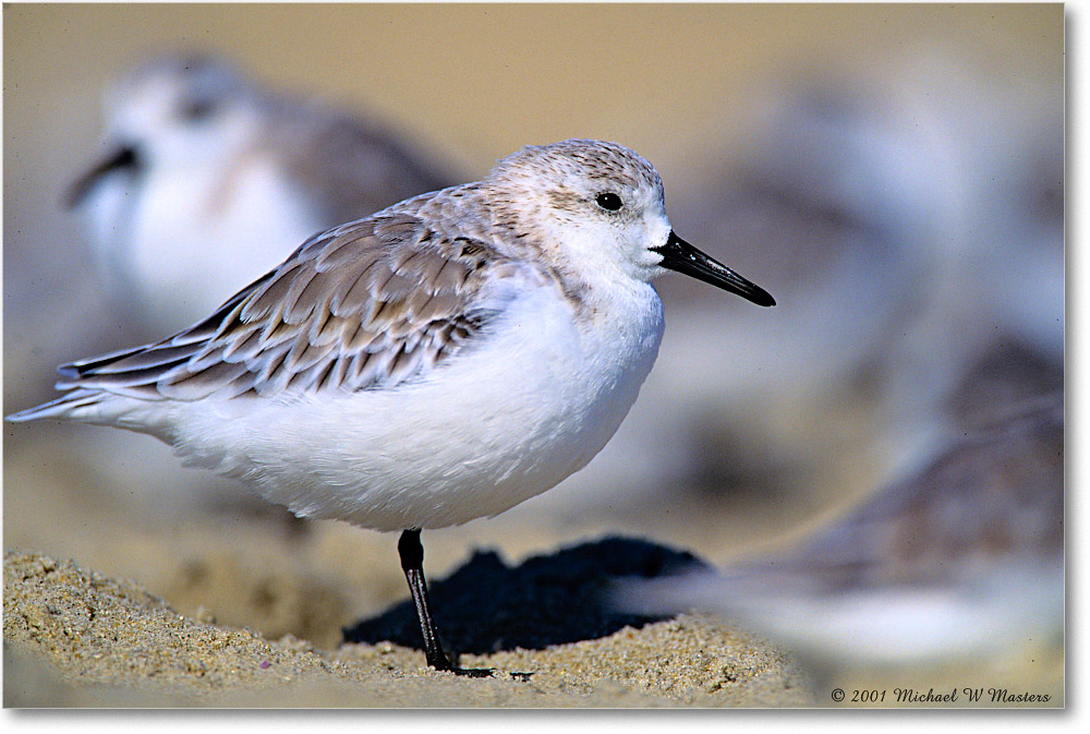 Sanderling_AssateagueBeach_2001June_V19 copy