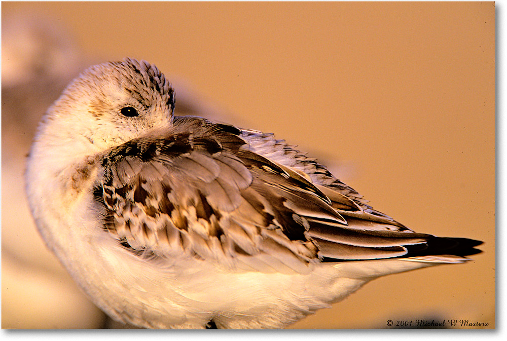 Sanderling_AssateagueBeachp_2001June_V35 copy