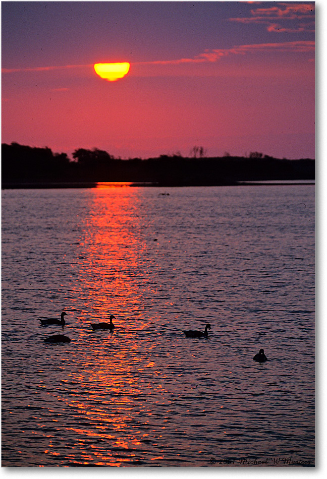 SwanCoveGeeseSunrise_ChincoNWR_2001Jun_F33 copy