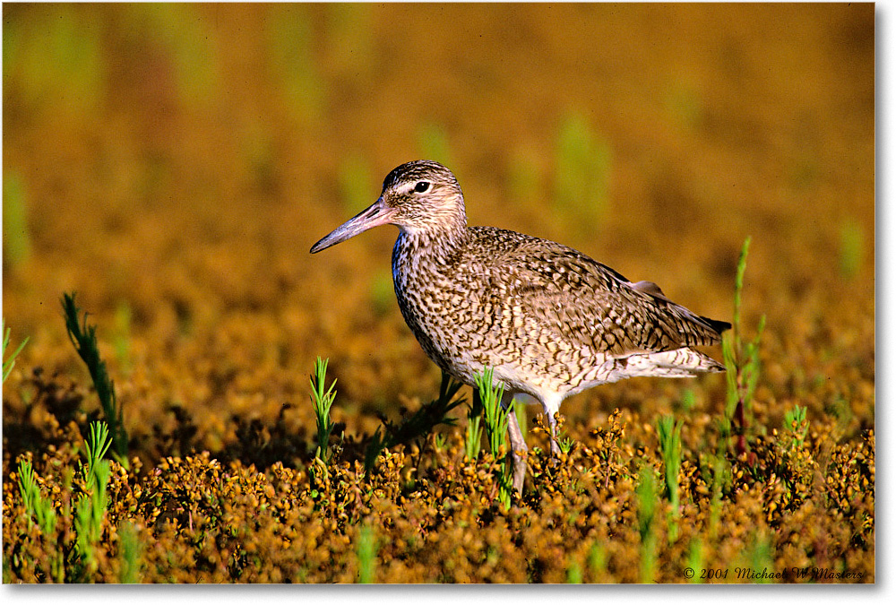 Willet_Assateague-b_2001Jun_F11 copy
