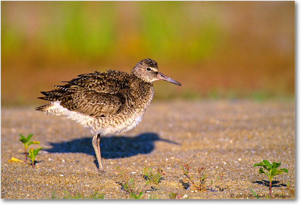 Willet_Assateague_2001Jun_F06 copy