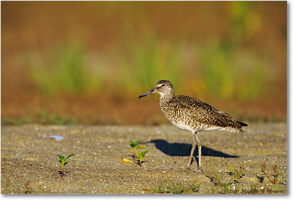 Willet_Assateague_2001Jun_F18 copy