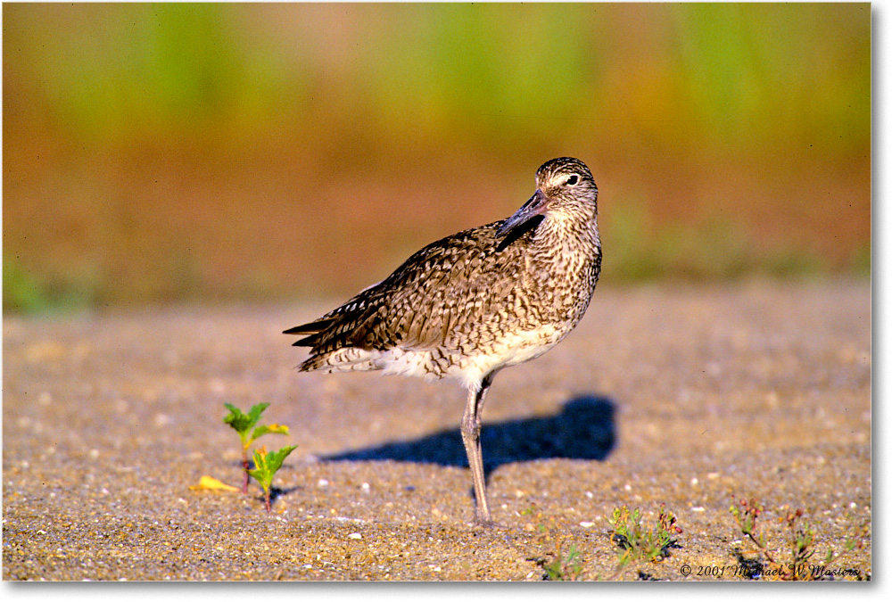 Willet_Assateague_2001Jun_F18b copy