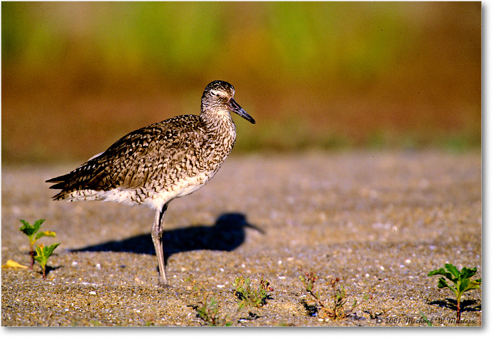 Willet_Assateague_2001Jun_F19 copy