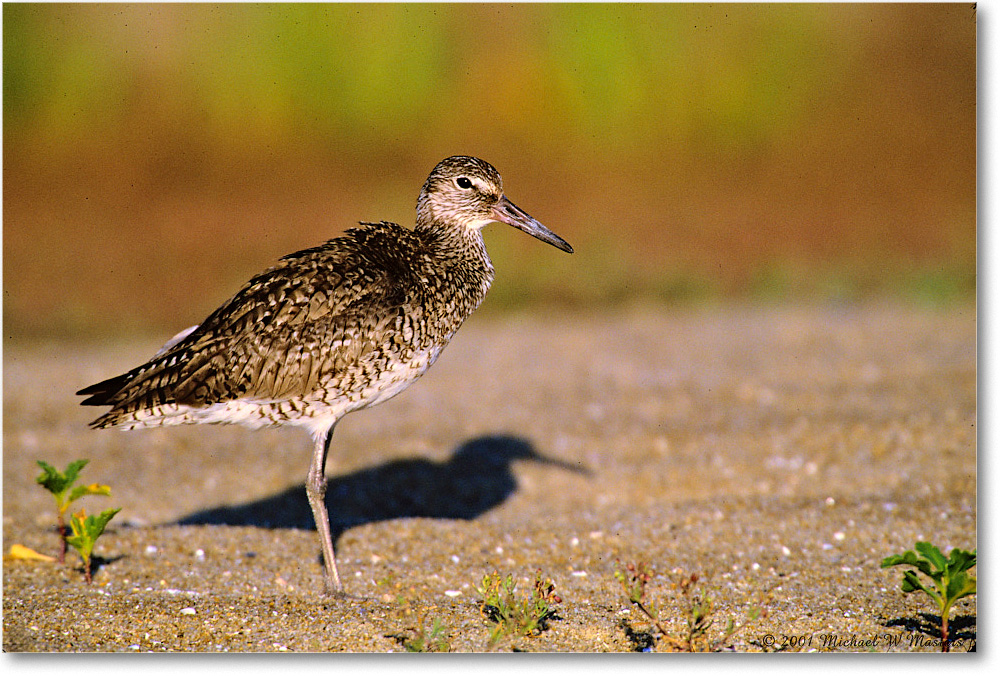 Willet_Assateague_2001Jun_F22 copy