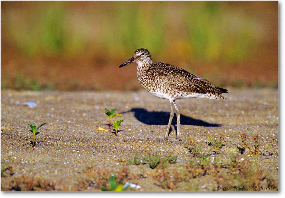 Willet_Assateague_2001Jun_F27 copy