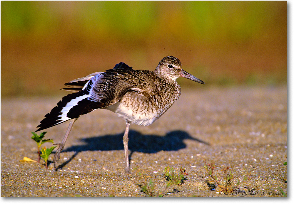 Willet_Assateague_2001Jun_F34 copy