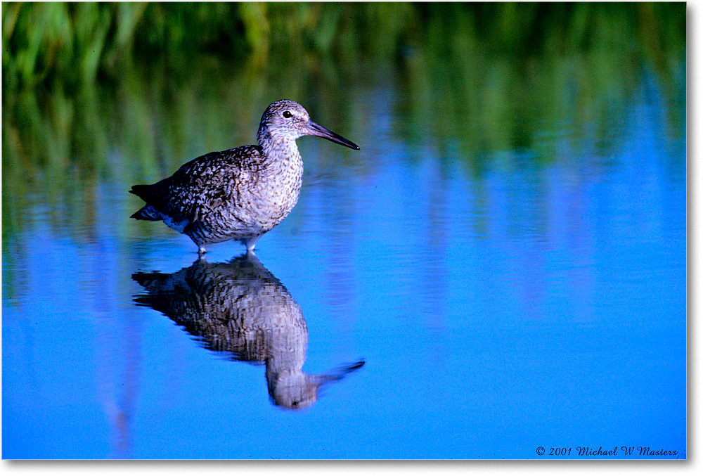 Willet_ChincoNWR-w_2001Jun_F27 copy