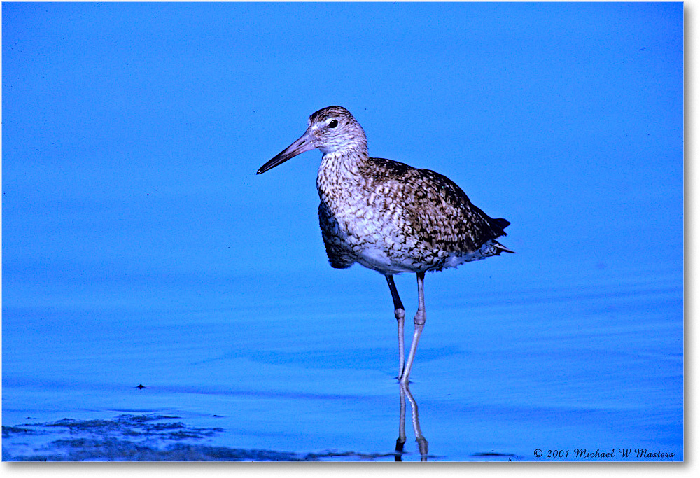 Willet_ChincoNWR_2001Jun_F24 copy