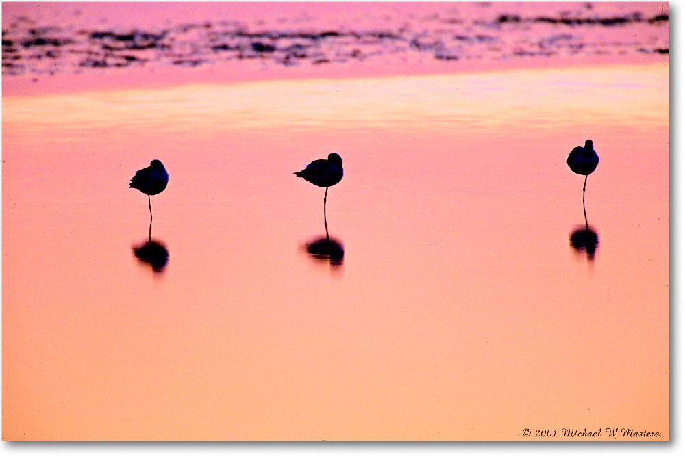AvocetsDawn_ChincoNWR-SC_2001Oct_F31 copy