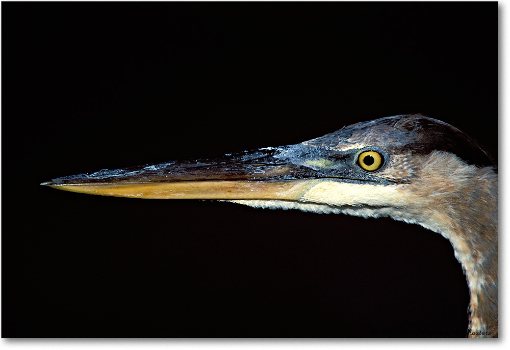 Blue Heron Face Left 016-07H-p 0110 3-1200-V1 MI-8.0-320 copy