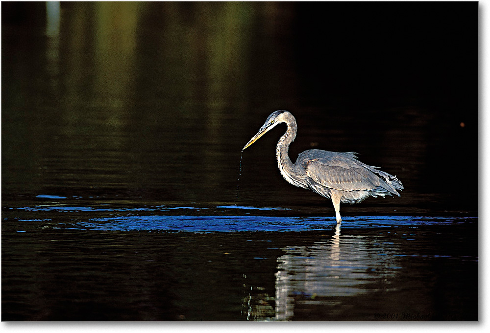 Blue Heron Fishing 009-30H-p 0110 3-600-V1 MI-5.6-640 copy