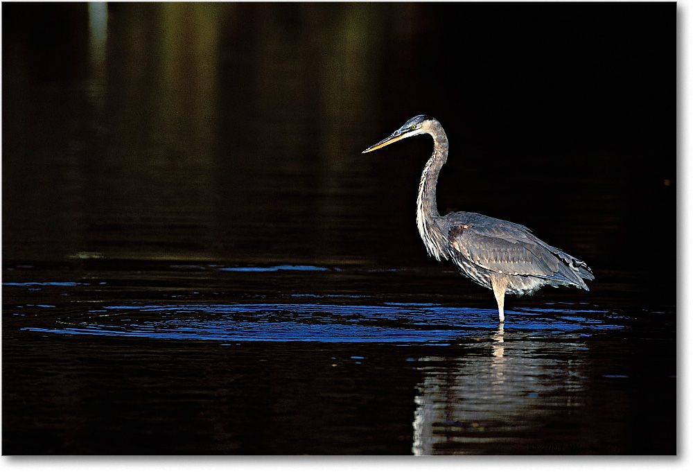 Blue Heron Fishing 010-34H-p 0110 3-600-V1 MI-5 copy